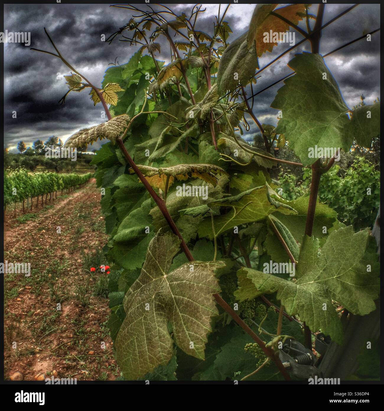 Stormy sky over a vineyard, Catalonia, Spain. - Smartphone Captured Stock Image