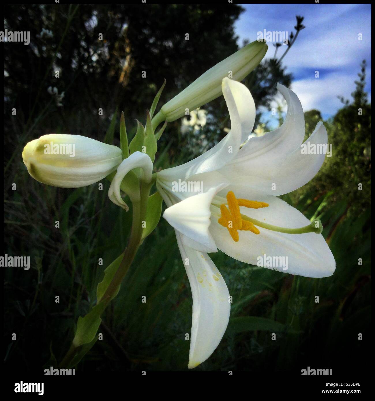 Madonna Lily (Lilium candidum) plant in flower, Catalonia, Spain Stock