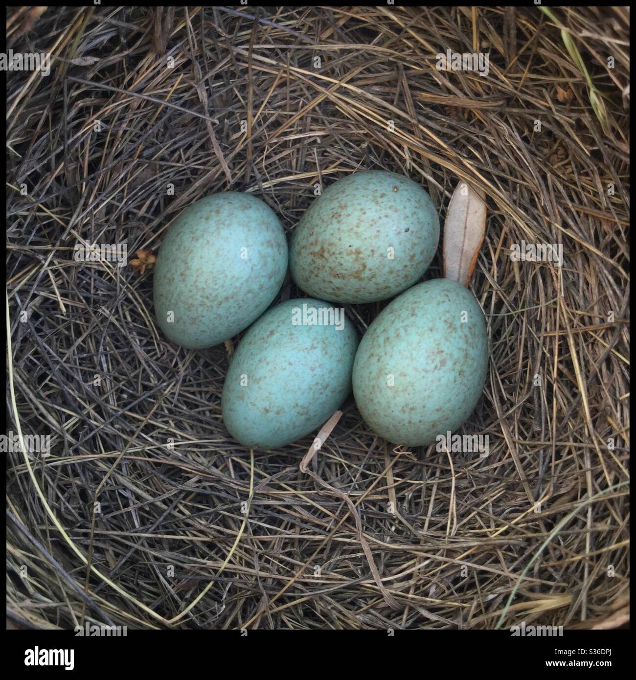 Blackbird (Turdus merula) eggs in the nest, Catalonia, Spain. - Smartphone Captured Stock Image