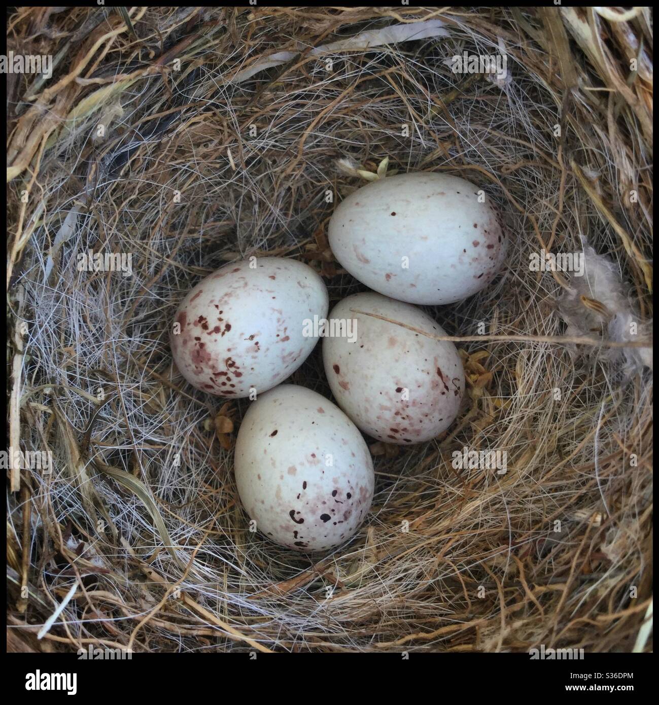 European Serin (Serinus serinus) eggs in the nest, Catalonia, Spain. - Smartphone Captured Stock Image