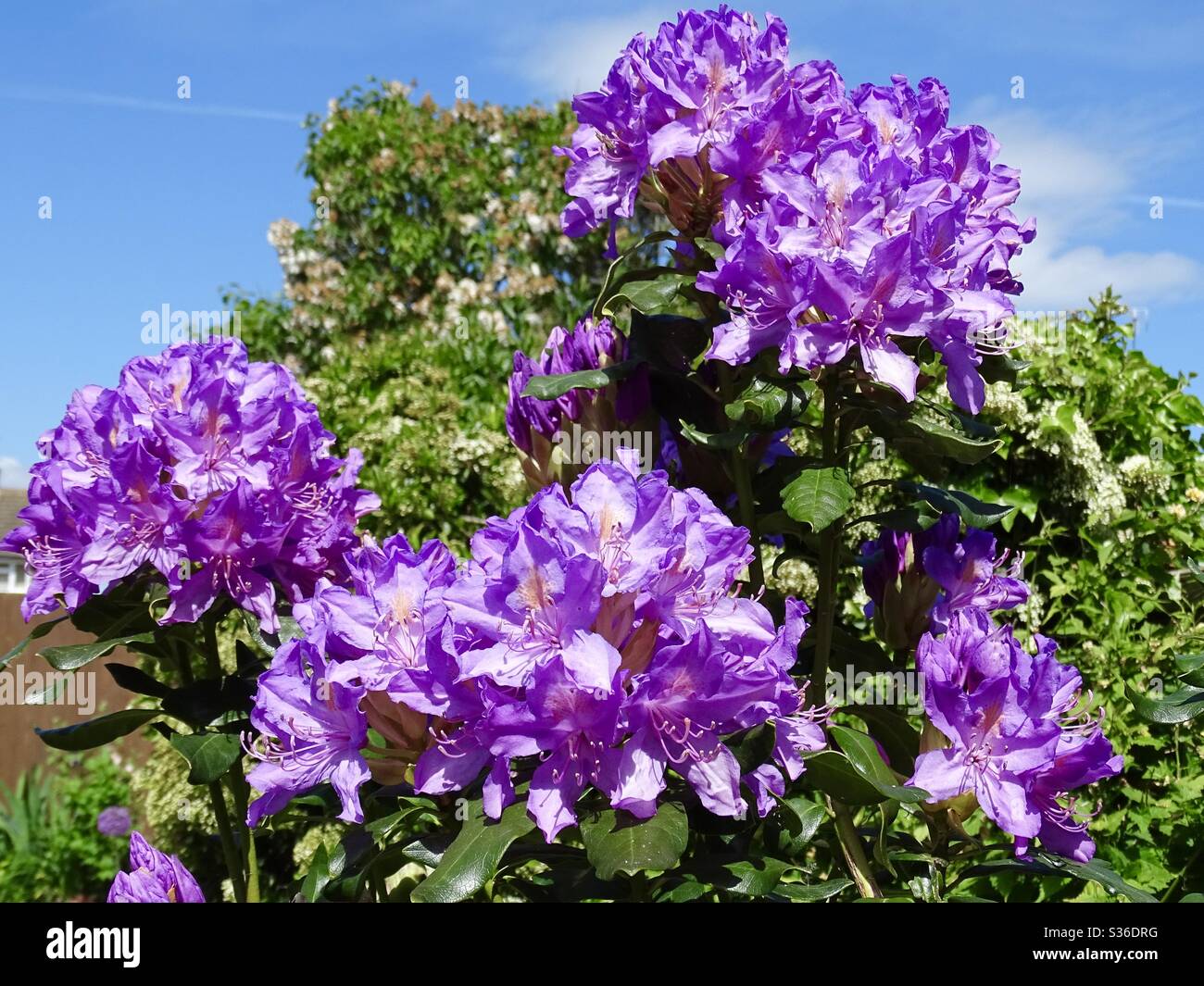 Beautiful lilac rhododendron flowers set against a blue sky in the spring sunshine Stock Photo