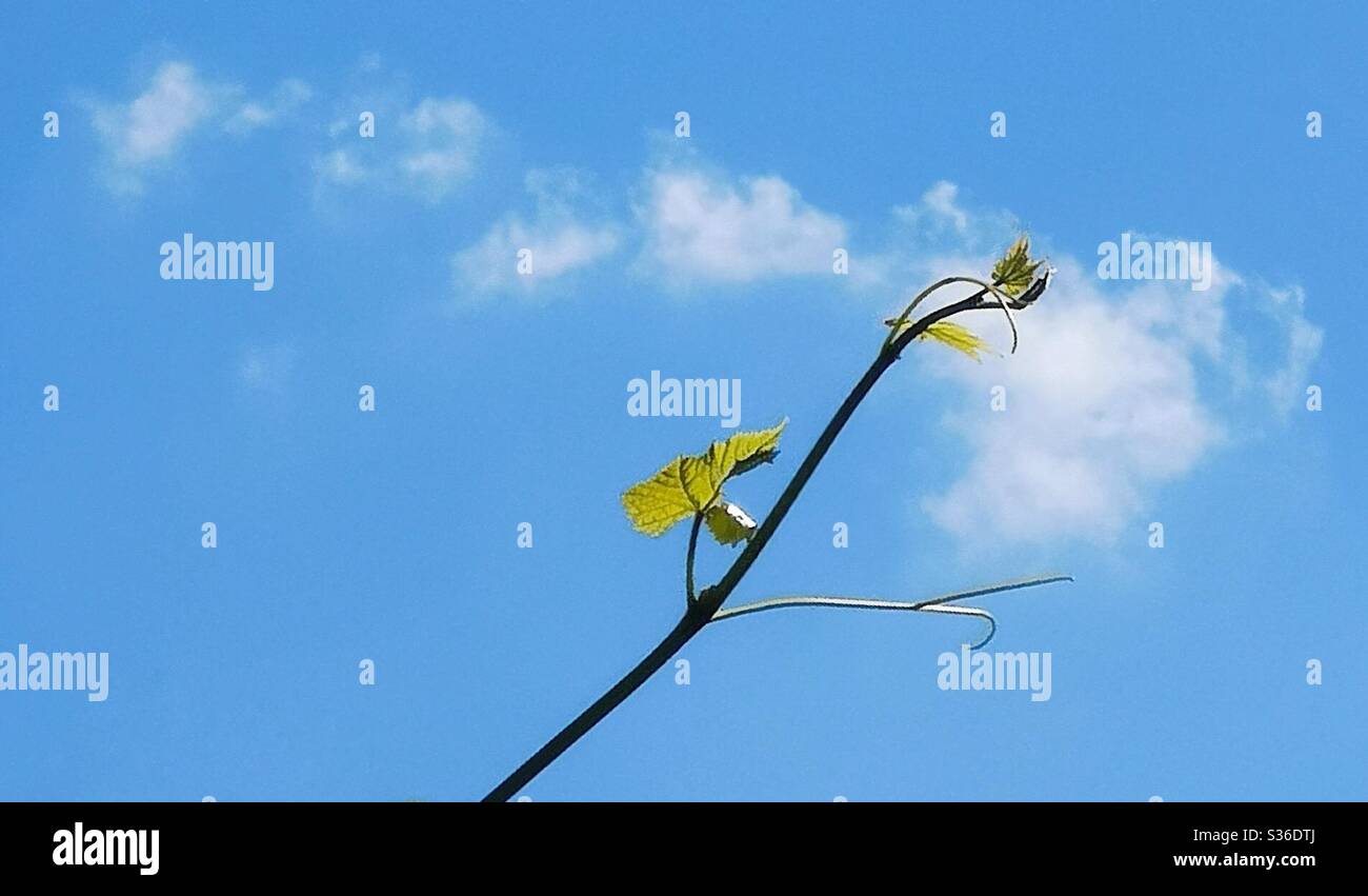 Grapevine stalk against blue sky with clouds - Smartphone Captured Stock Image