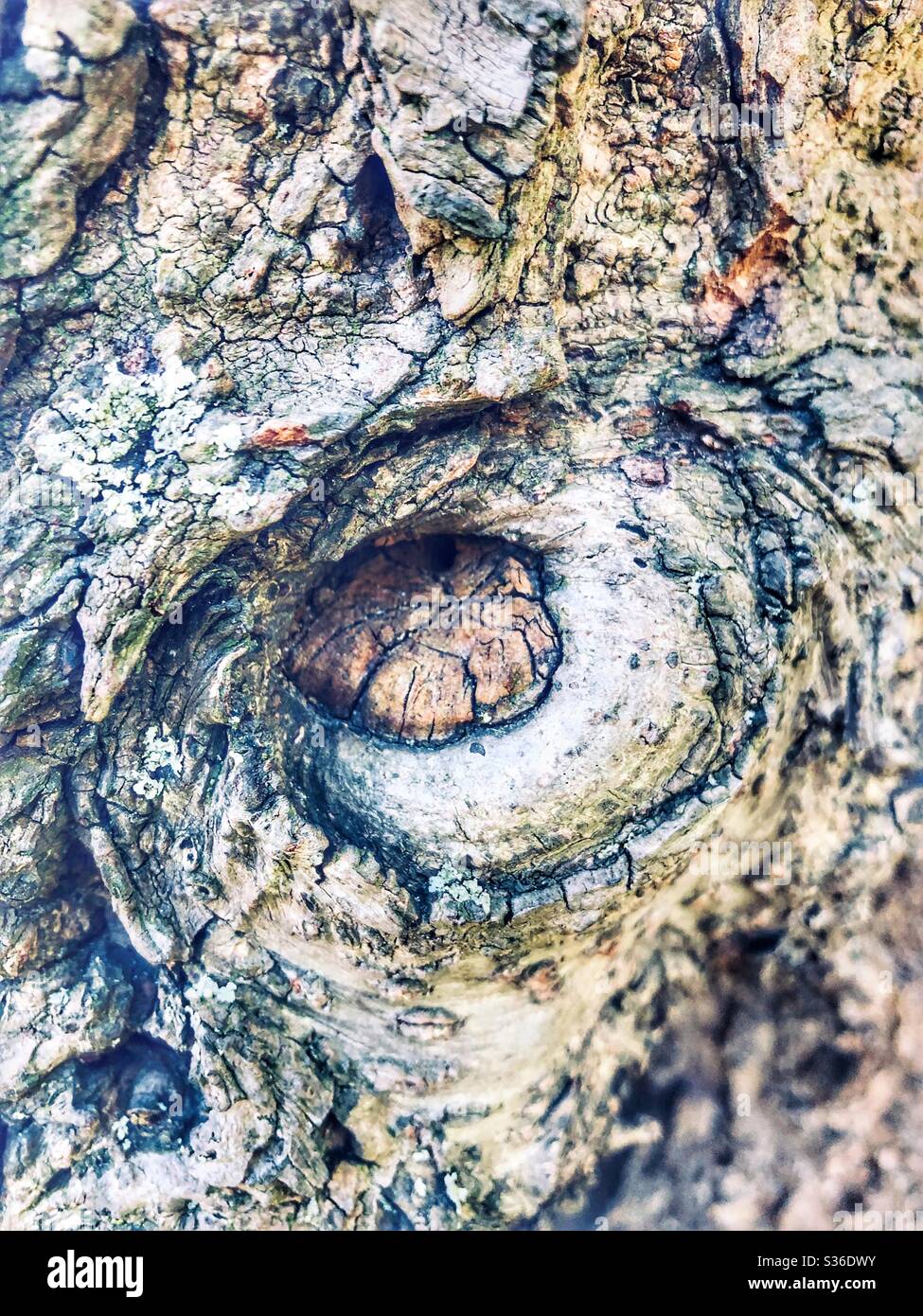 Close up of tree trunk. - Smartphone Captured Stock Image