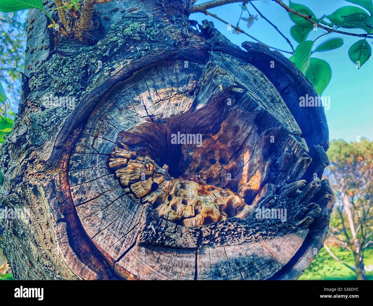 Close up of the inside of an ancient tree’s severed branch. - Smartphone Captured Stock Image