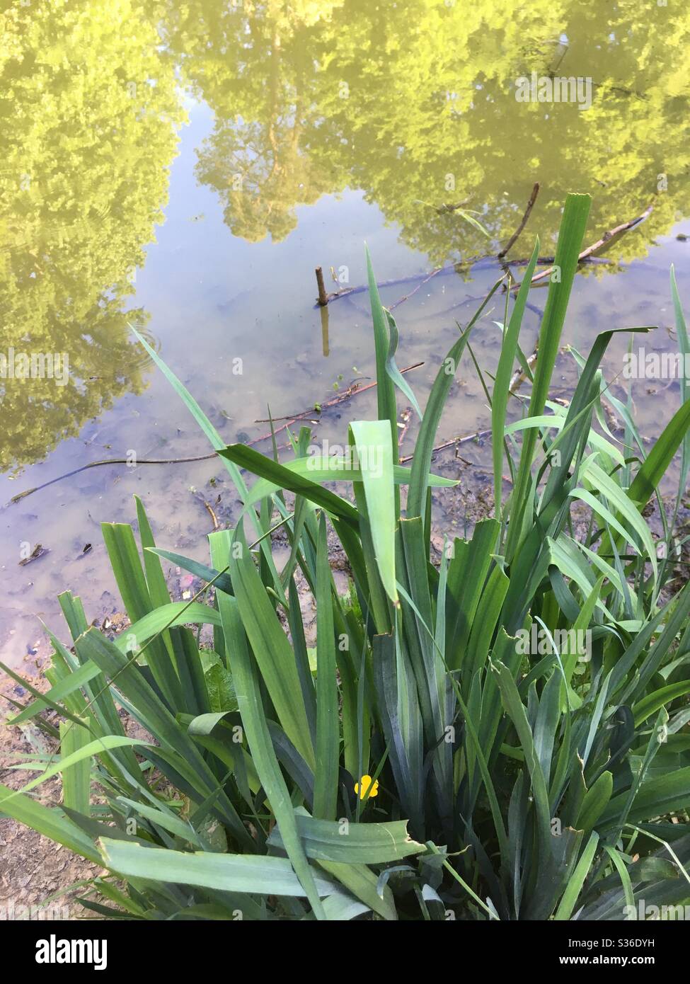 Apostles Pond, Chipperfield, Hertfordshire, England. - Smartphone Captured Stock Image