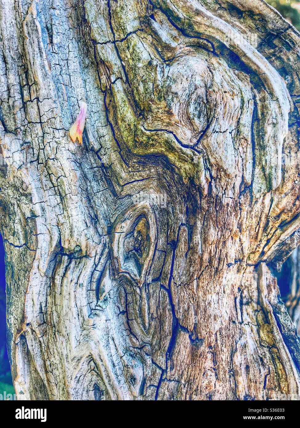 Patterns in nature. - Smartphone Captured Stock Image