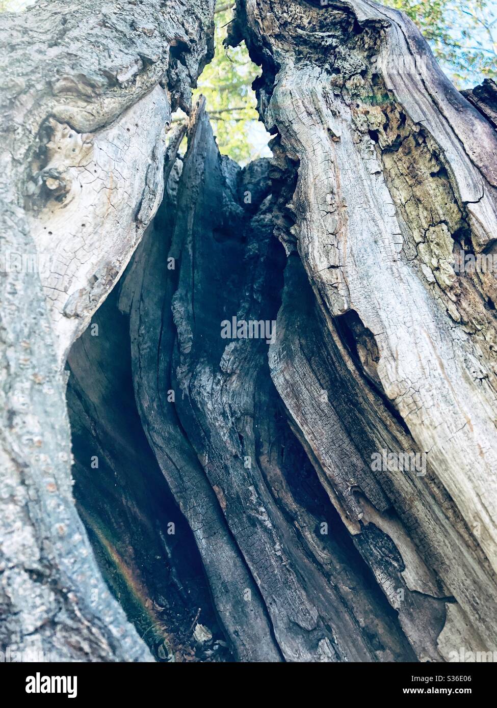 Patterns in nature. - Smartphone Captured Stock Image