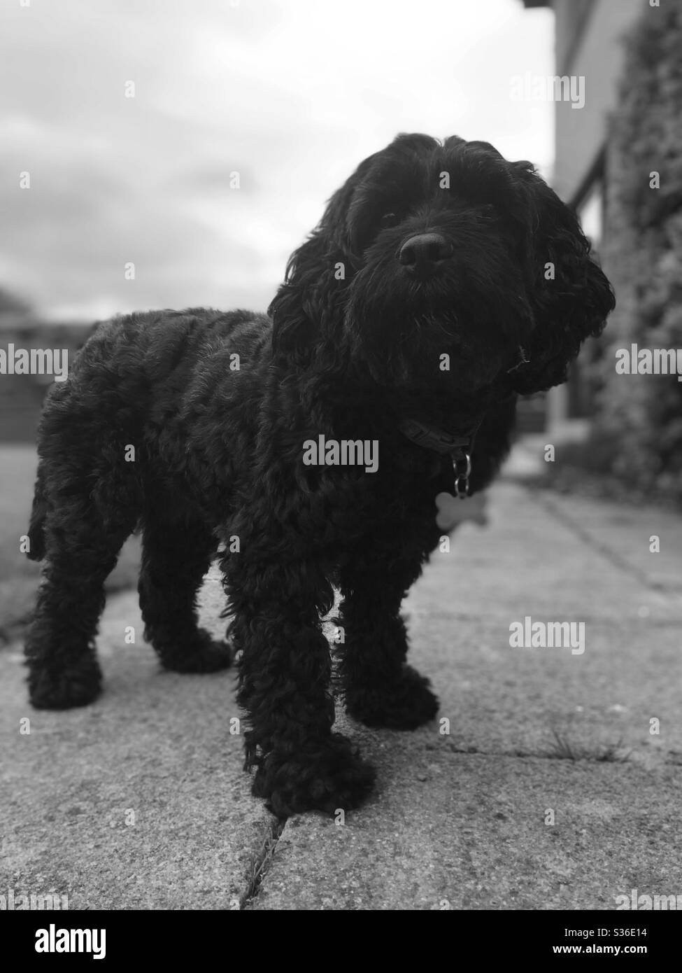 Cavapoo Black High Resolution Stock Photography and Images - Alamy