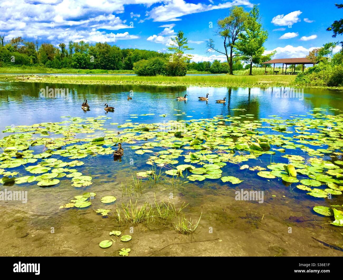 Michigan pond with geese and lily pads Stock Photo Alamy
