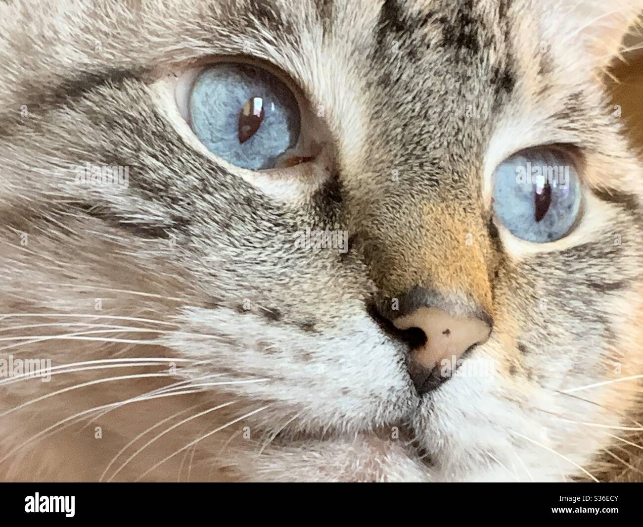 Blue eyed cat Stock Photo