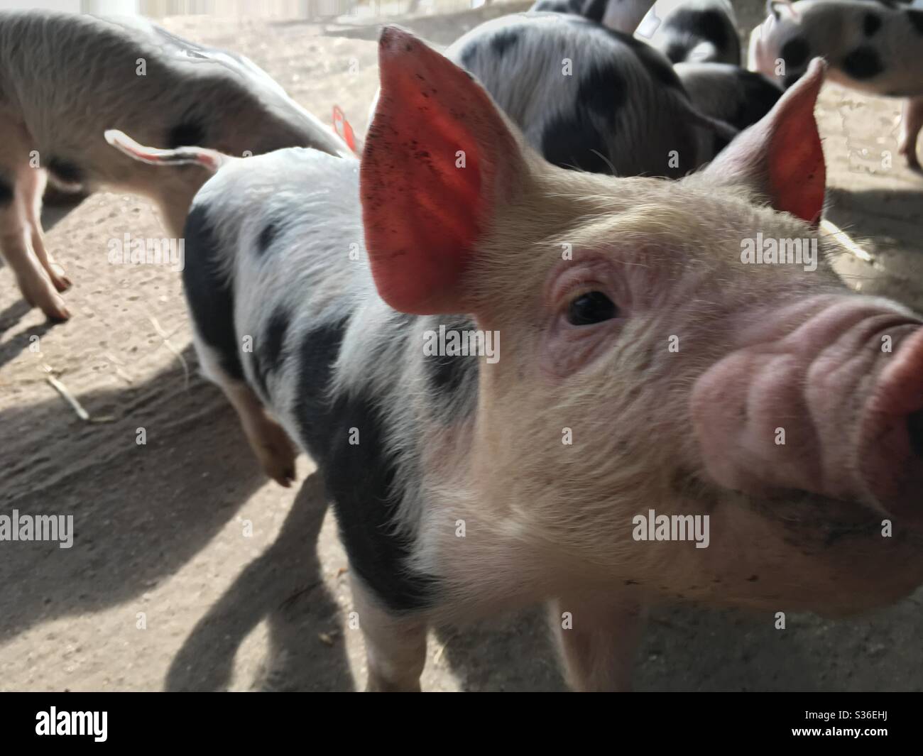 Close up of piglet - Smartphone Captured Stock Image
