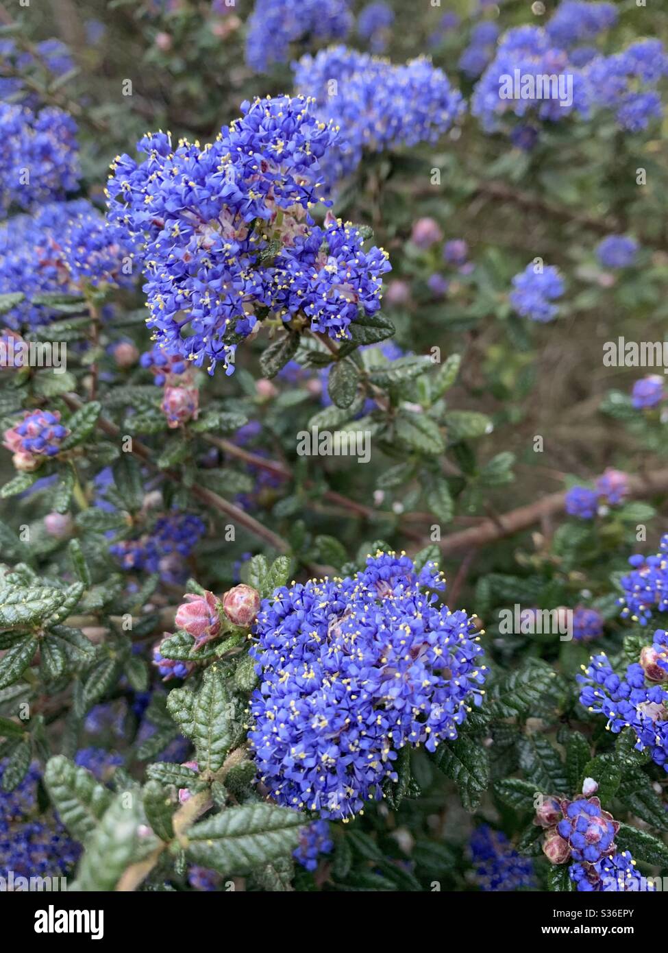 Flower Bush Stock Photo