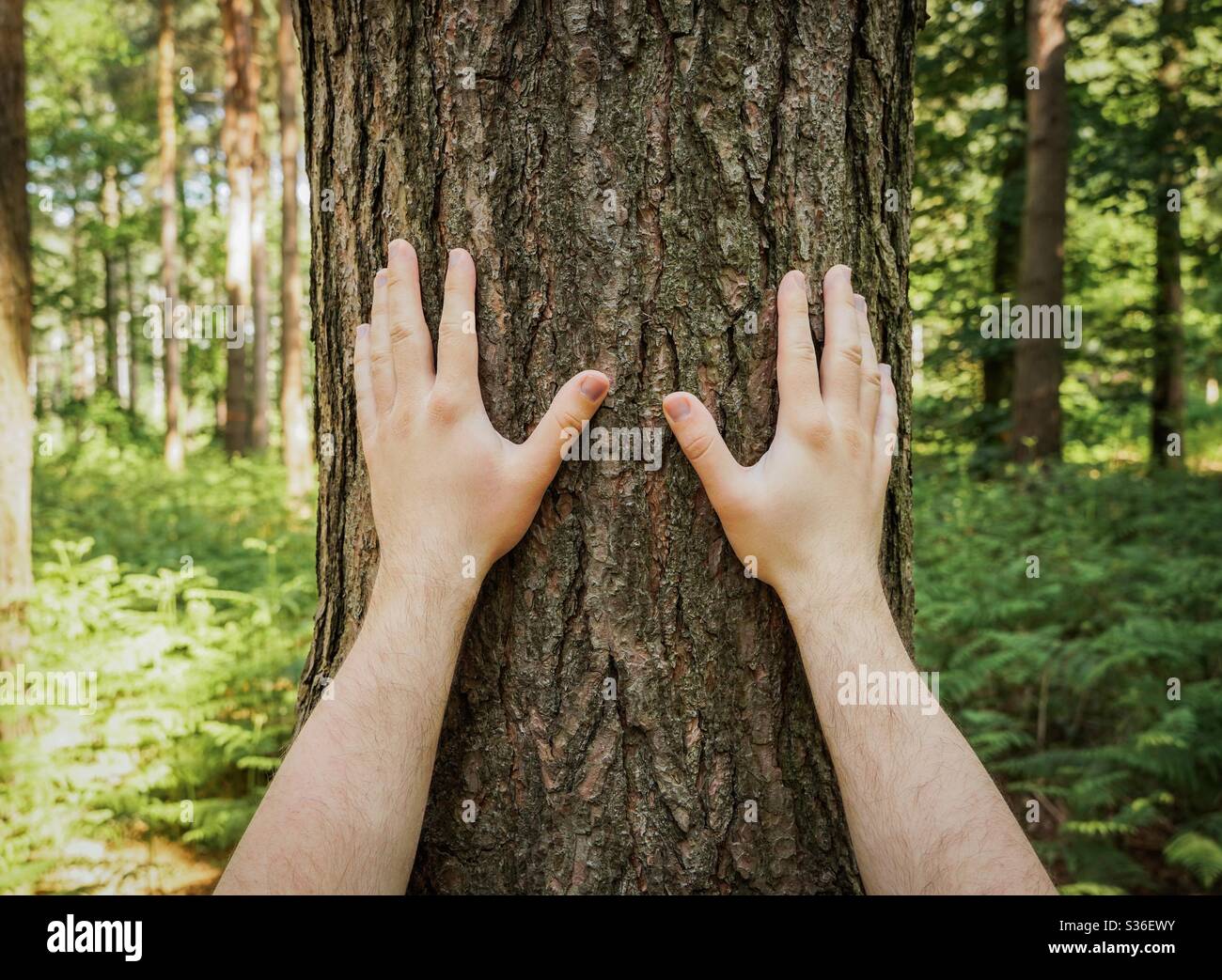A pair of human hands touching and caressing the rough bark on a tree trunk in a nature or conservation concept - Smartphone Captured Stock Image
