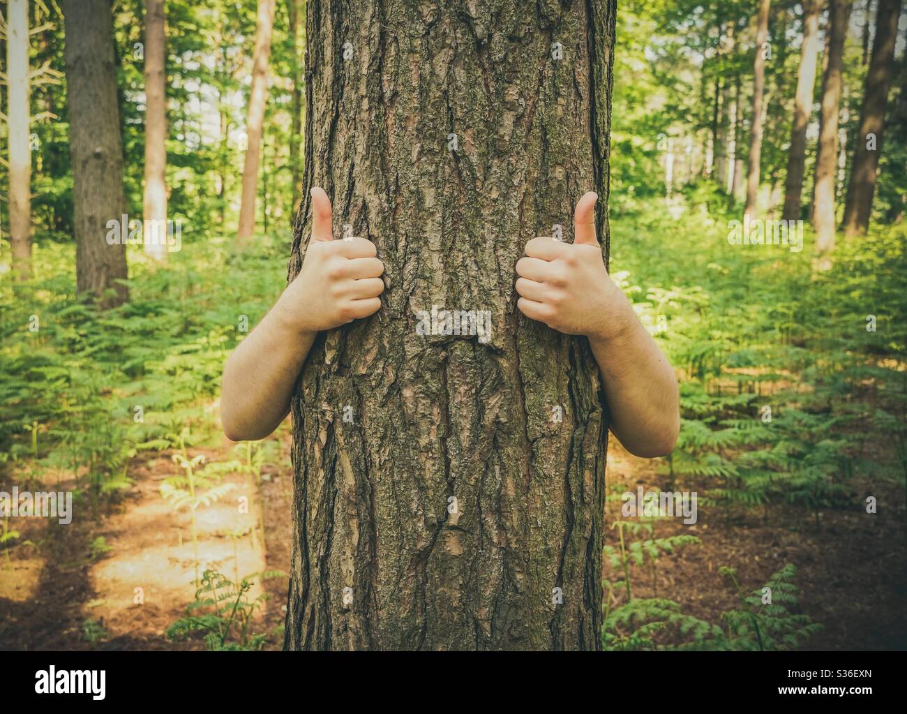 A funny nature image of a tree with human arms giving a positive gesture of thumbs up to conservation and ecology Stock Photo