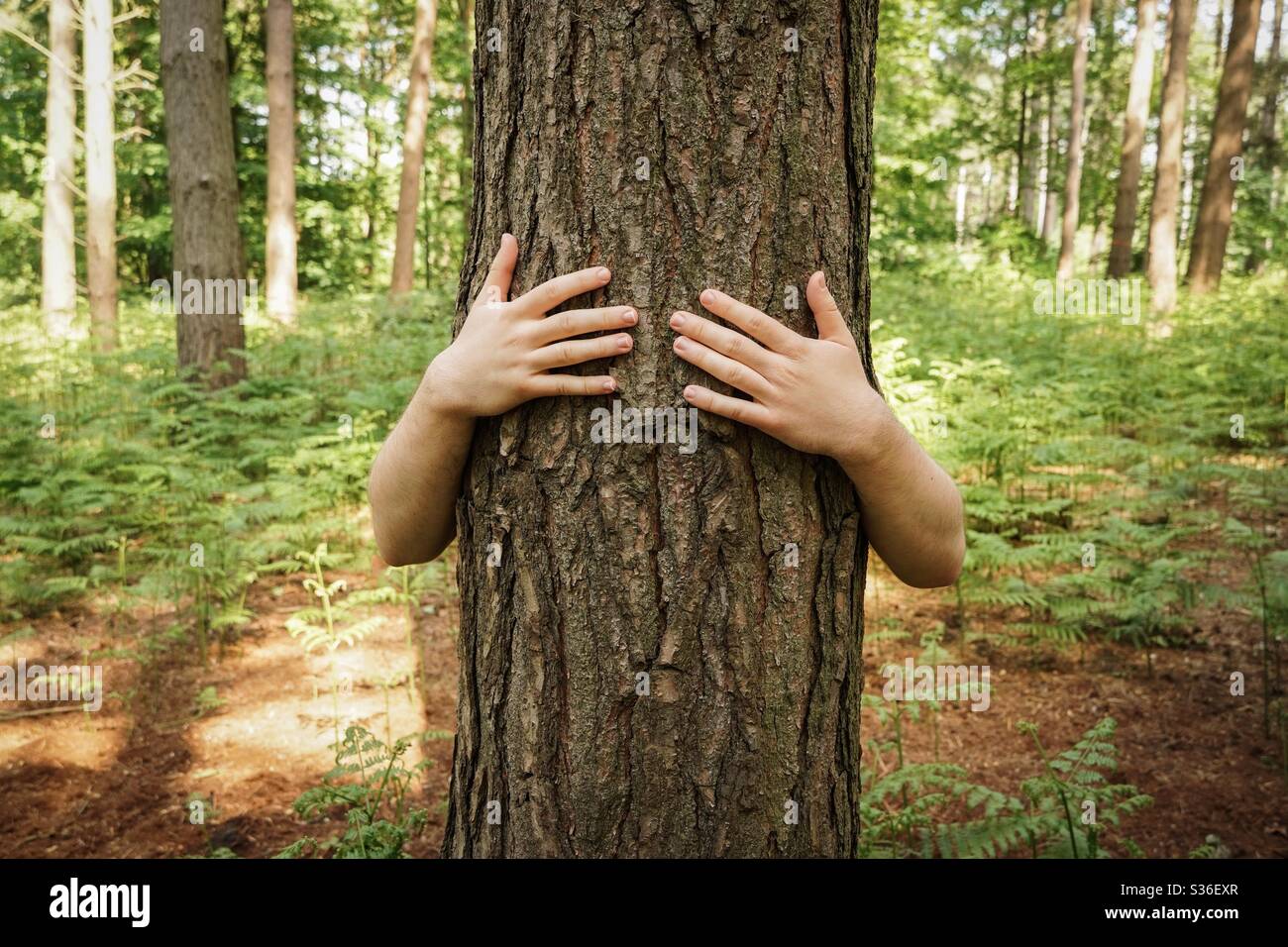 A tree hugger hugging a tree trunk Stock Photo