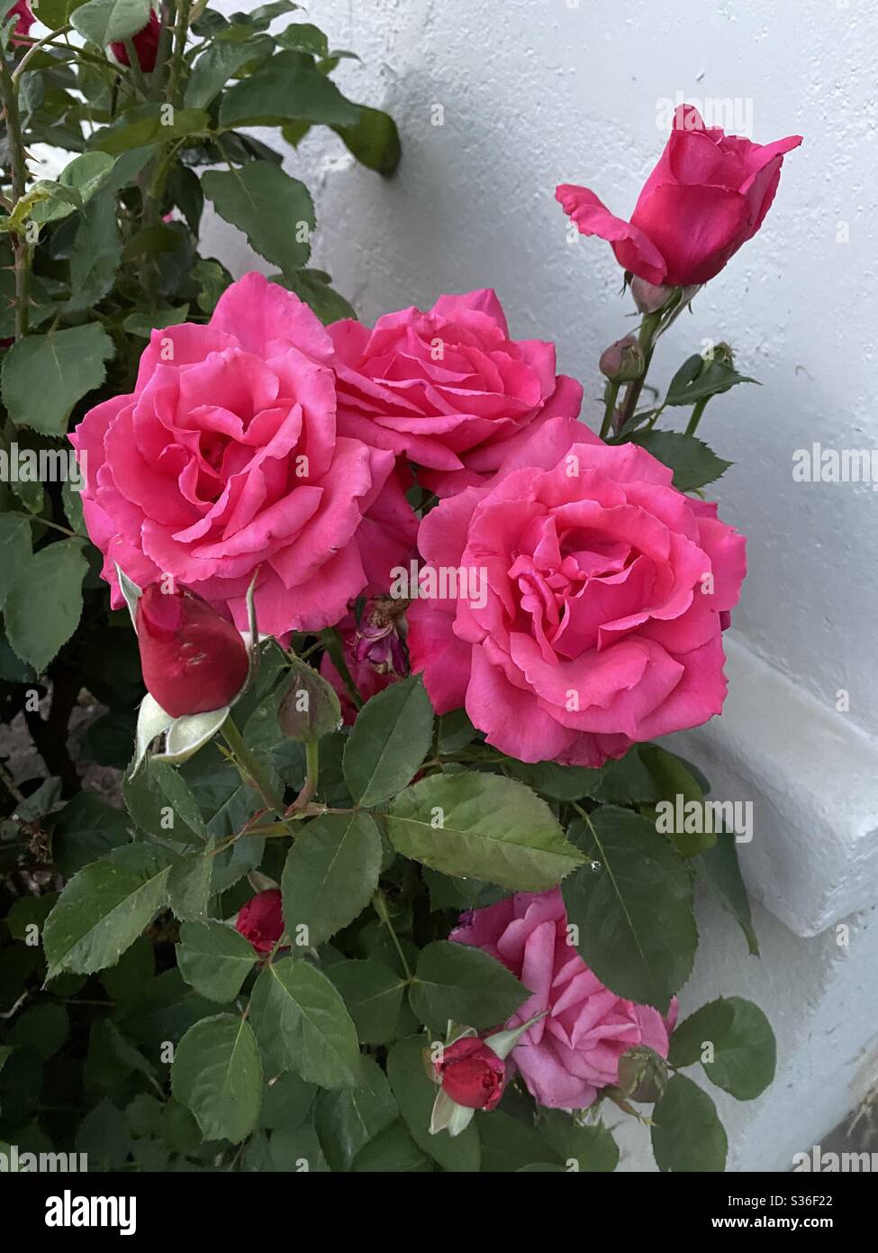 Roses In Bloom Stock Photo Alamy