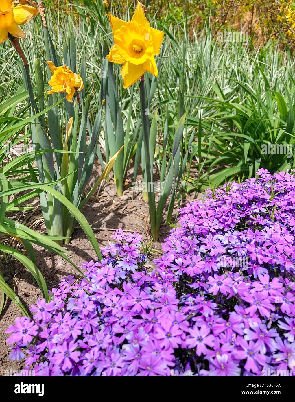 Beautiful spring flowers Stock Photo - Alamy