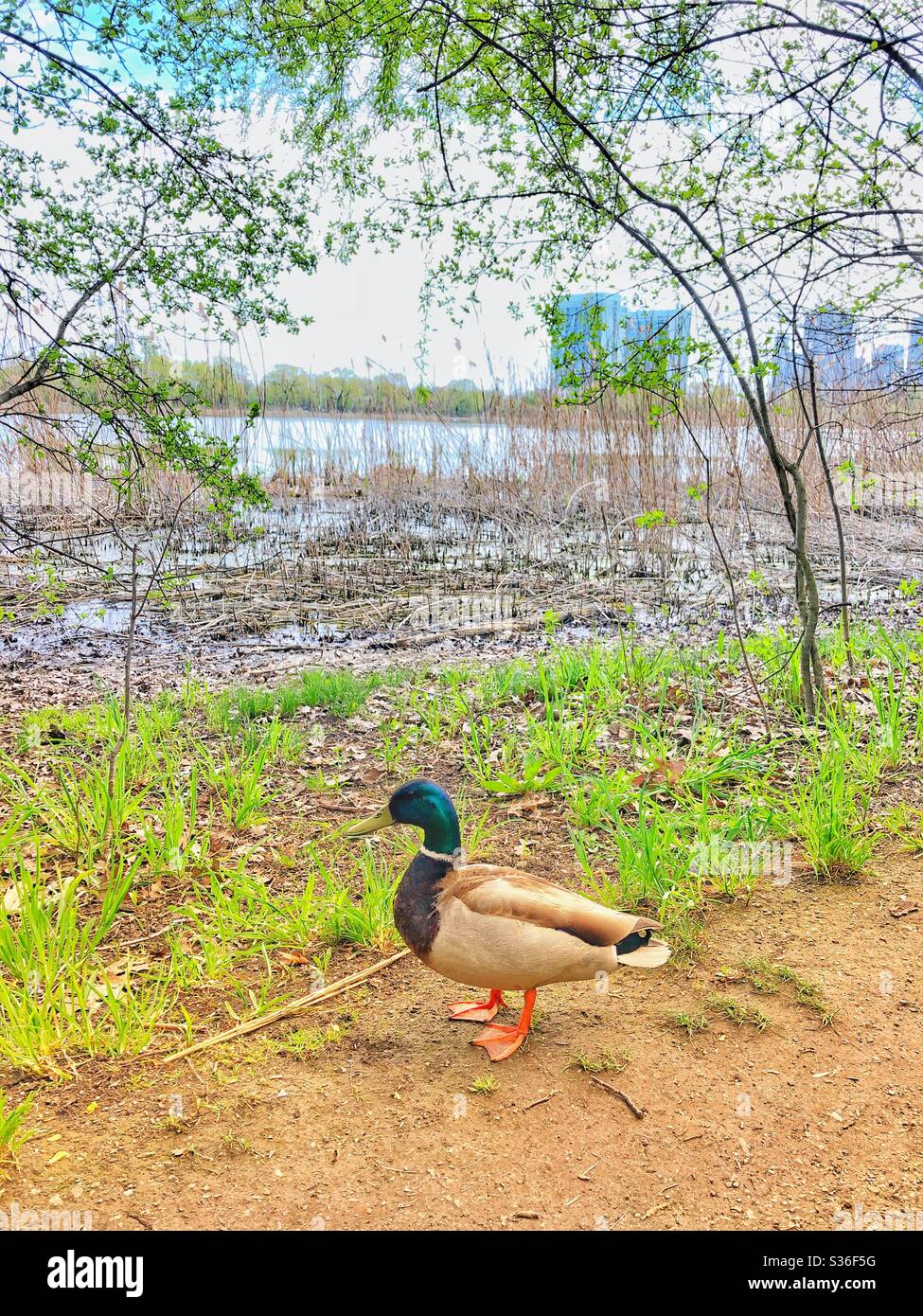 A mallard duck checking out the scenery. - Smartphone Captured Stock Image A mallard duck checking out the scenery. - Smartphone Captured Stock Image