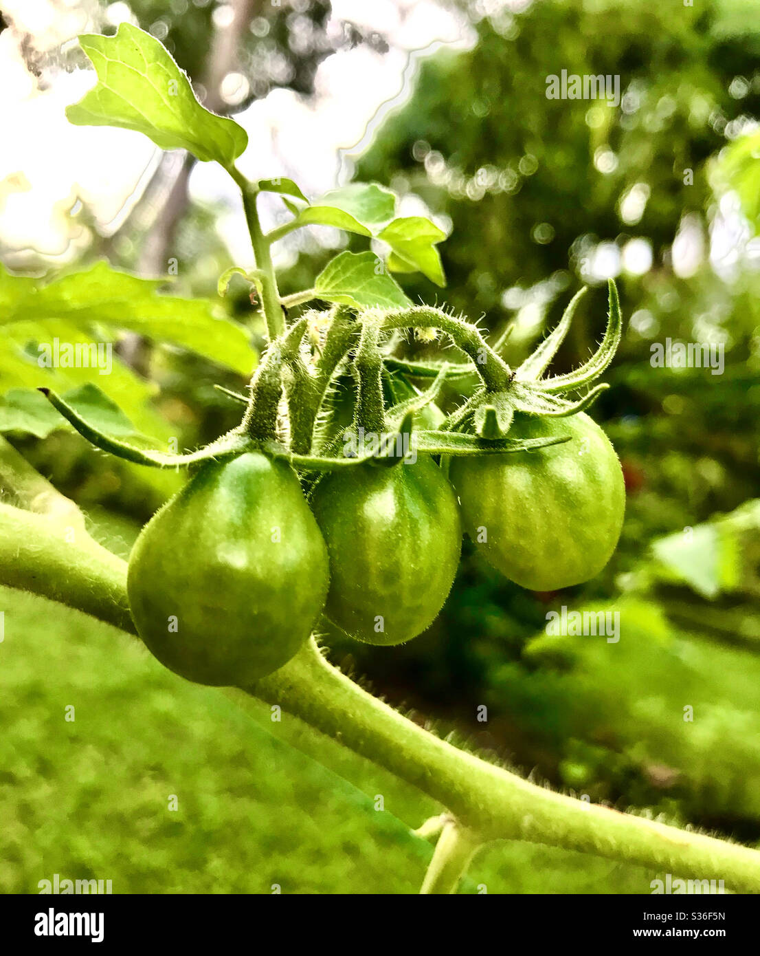 three cherry tomatoes ripening in the garden - Smartphone Captured Stock Image