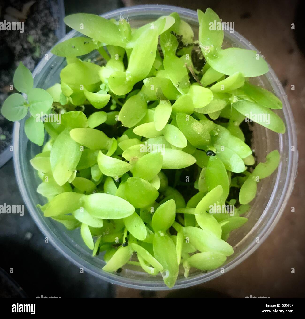 pitaya seedlings growing in a pot - Smartphone Captured Stock Image