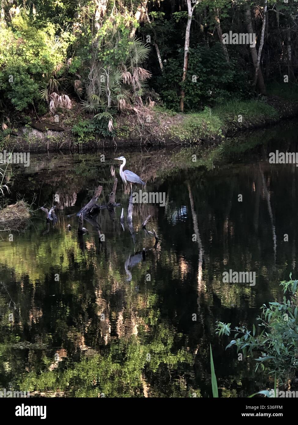 Turkey creek, Palm Bay florida Stock Photo Alamy