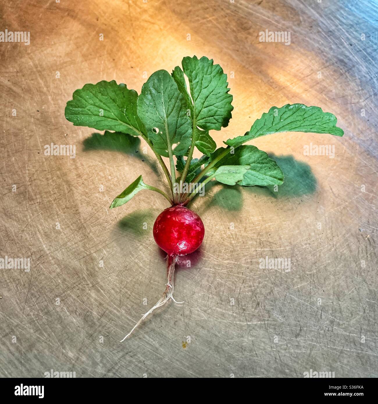 Radish on stainless steel table in kitchen Stock Photo