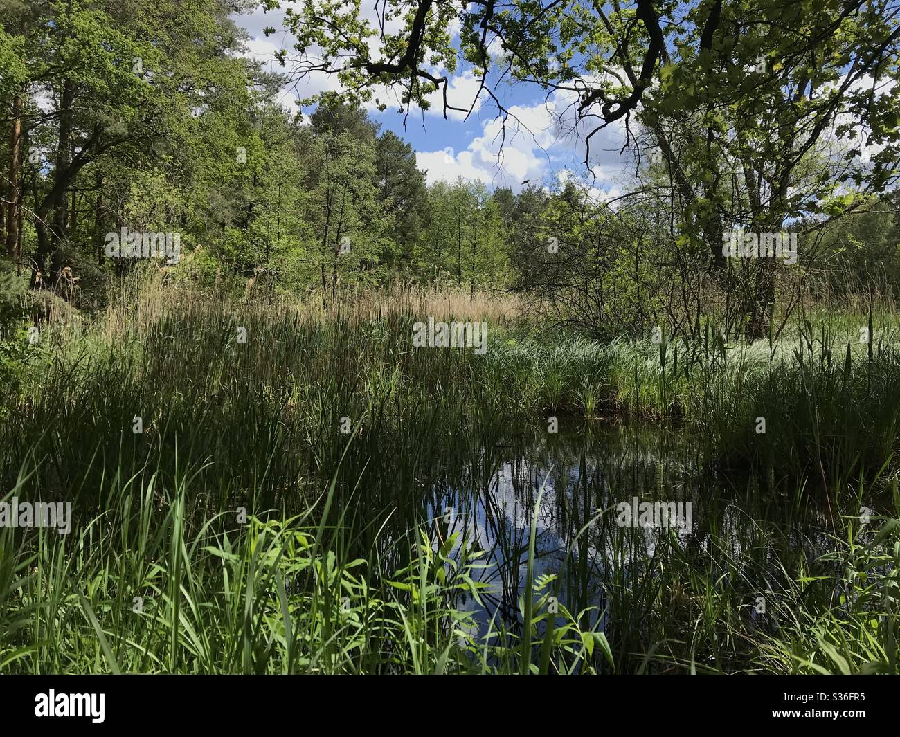 Beautiful photos taken while walking in the spring with a smartphone in the forest, Spandauer Forst, Berlin, Germany Stock Photo