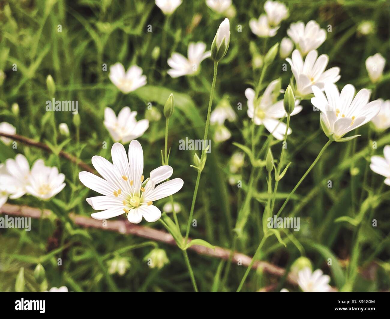 A close up view of delicate white wood anemone flowers  (Anemone nemorosa) on the woodland floor during early spring. - Smartphone Captured Stock Image