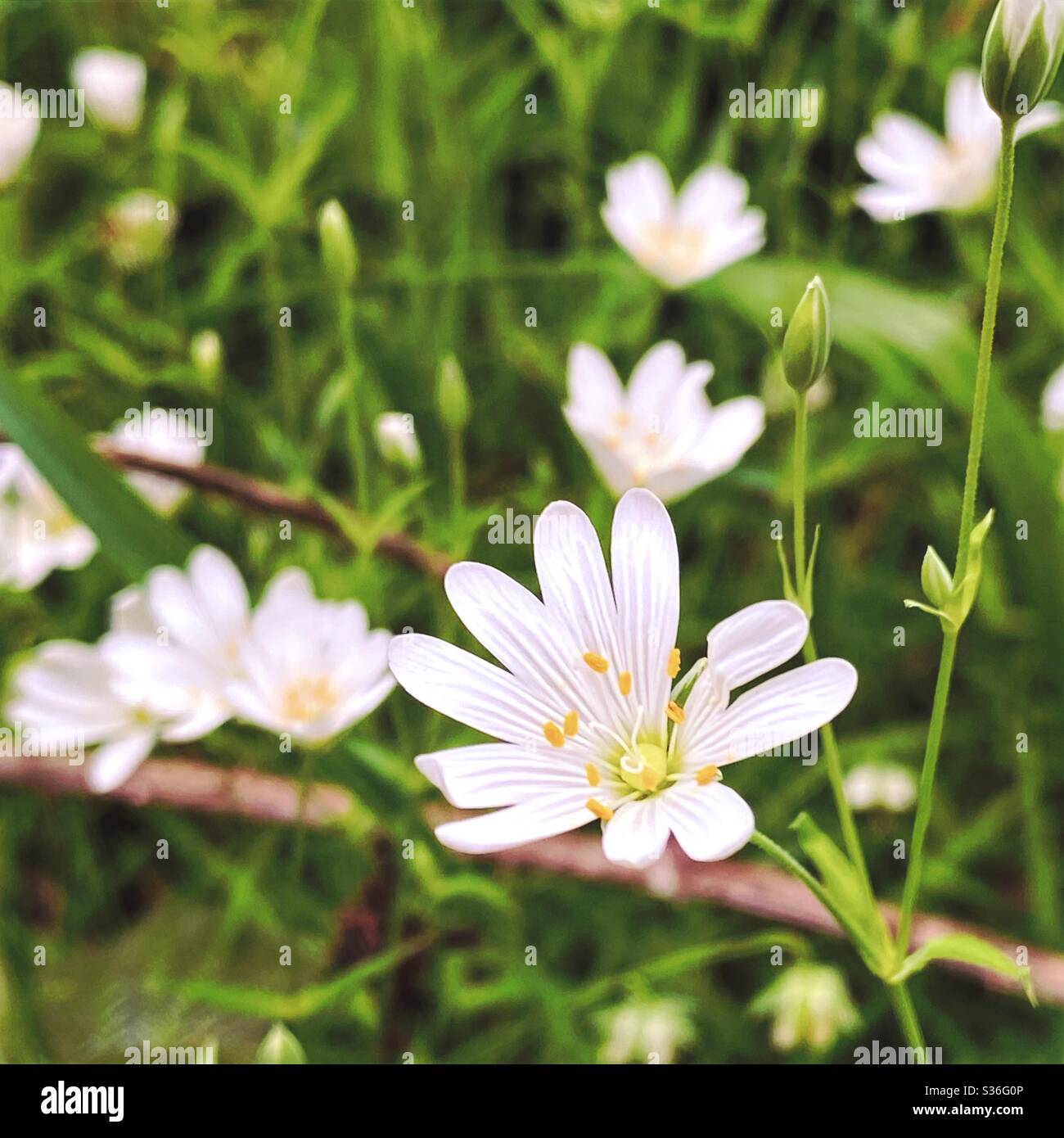 A close up view of delicate white wood anemone flowers  (Anemone nemorosa) on the woodland floor during early spring - Smartphone Captured Stock Image