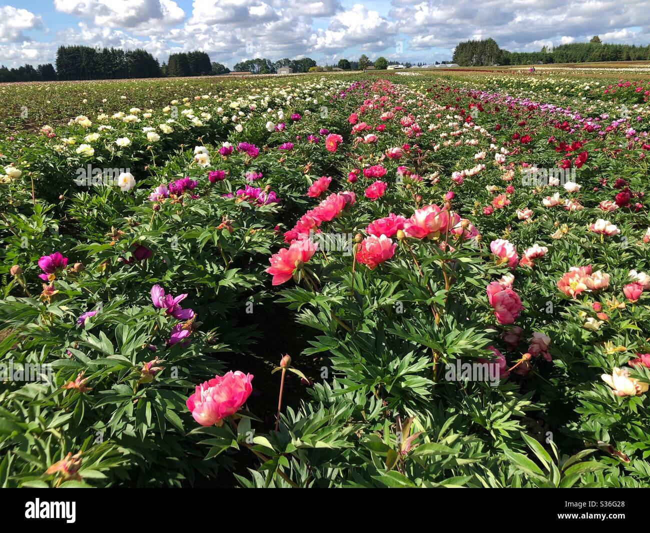 Rows of peonies at Adelman peony gardens in Salem, Oregon Stock Photo