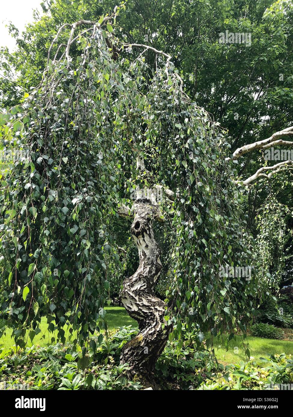 Young’s weeping birch tree. Stock Photo
