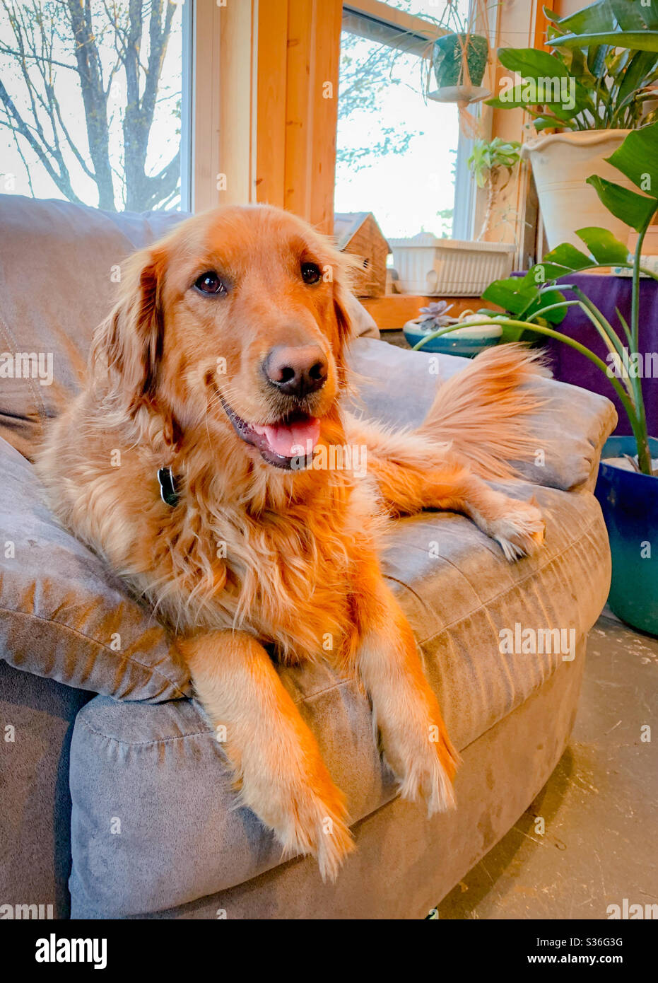 A golden retriever laying on an overstuffed chair in a room with windows and plants in the background. - Smartphone Captured Stock Image