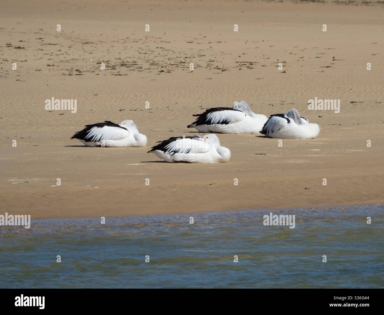Four Australian pelicans sleeping on the sandy beach, Australia - Smartphone Captured Stock Image