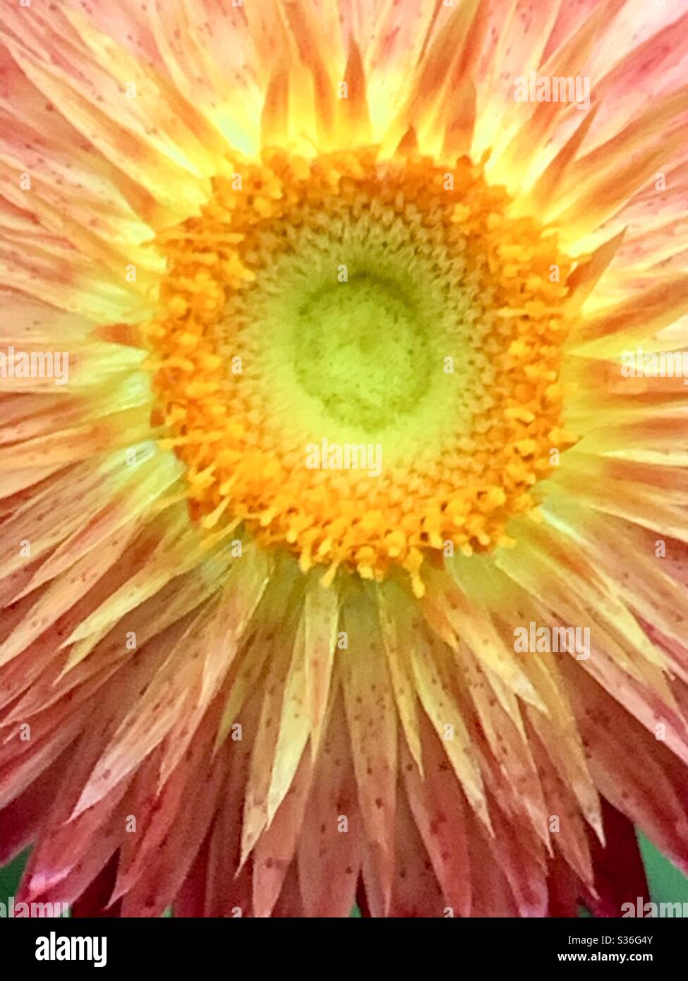 Macro of a sunrise coloured paper daisy - Smartphone Captured Stock Image
