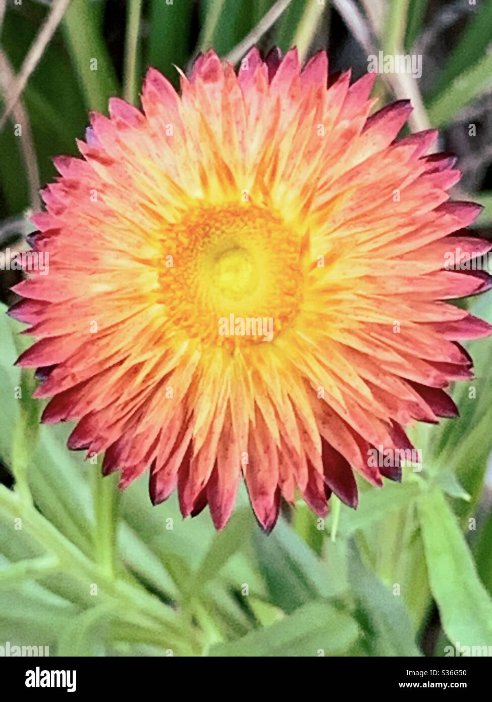 Beautiful sunburst colours of a single red orange and yellow paper daisy in the garden against a green foliage background - Smartphone Captured Stock Image