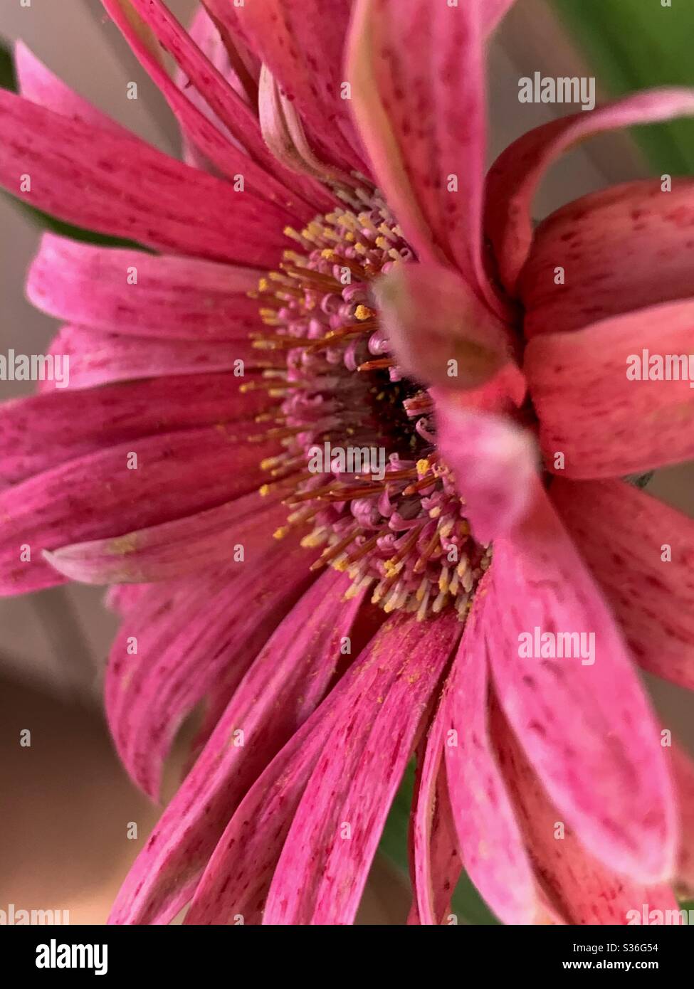 Closeup side perspective of pink Gerbera flower petals and centre - Smartphone Captured Stock Image