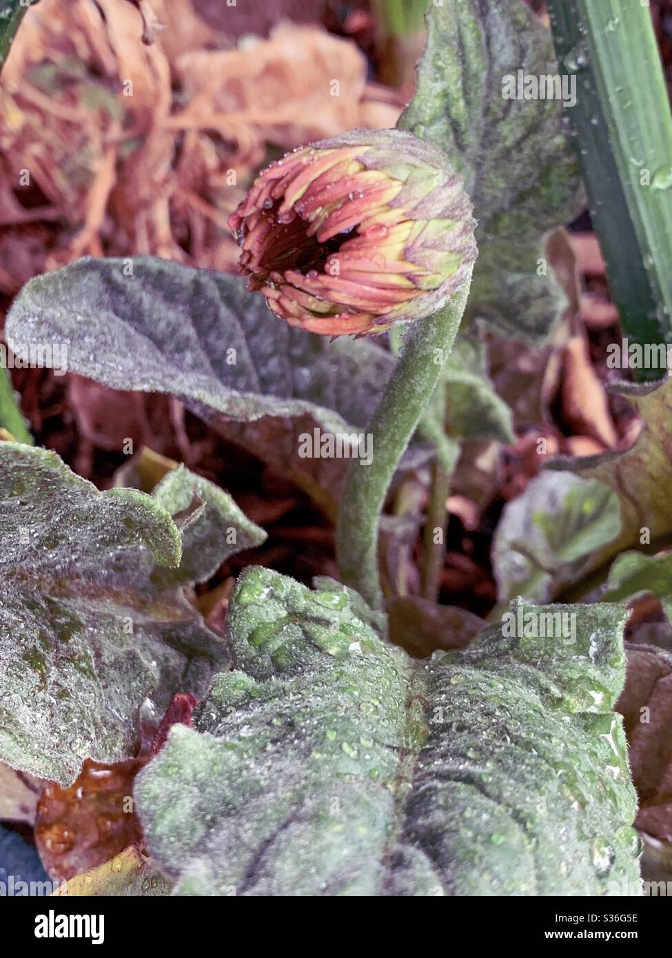 Alien looking flower Gerbera Daisy bud and green leaves in the process of blooming, flower opening, Australian garden - Smartphone Captured Stock Image