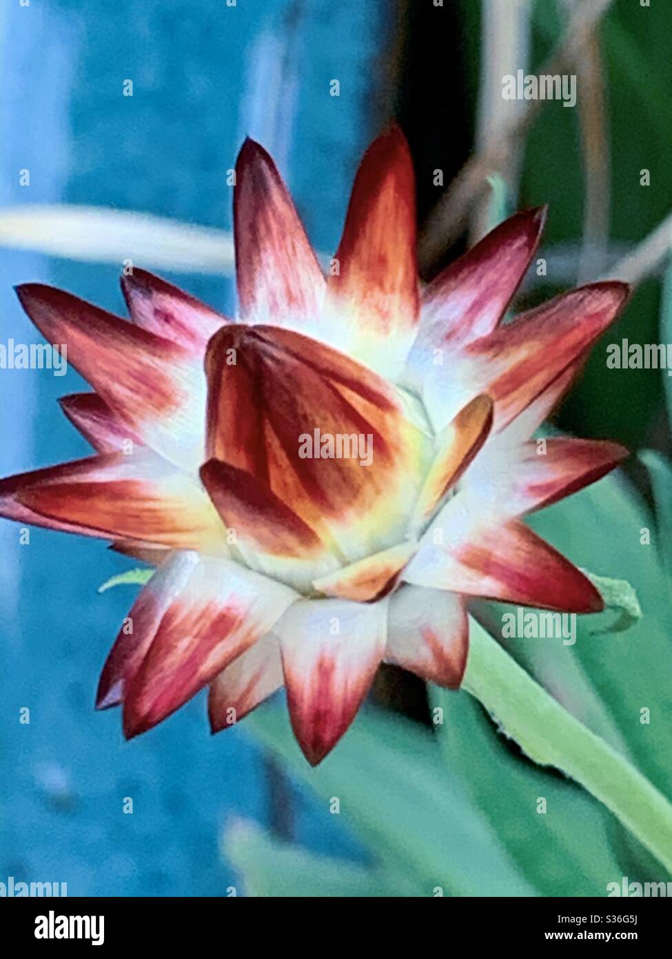 Paper daisy blooming - Smartphone Captured Stock Image