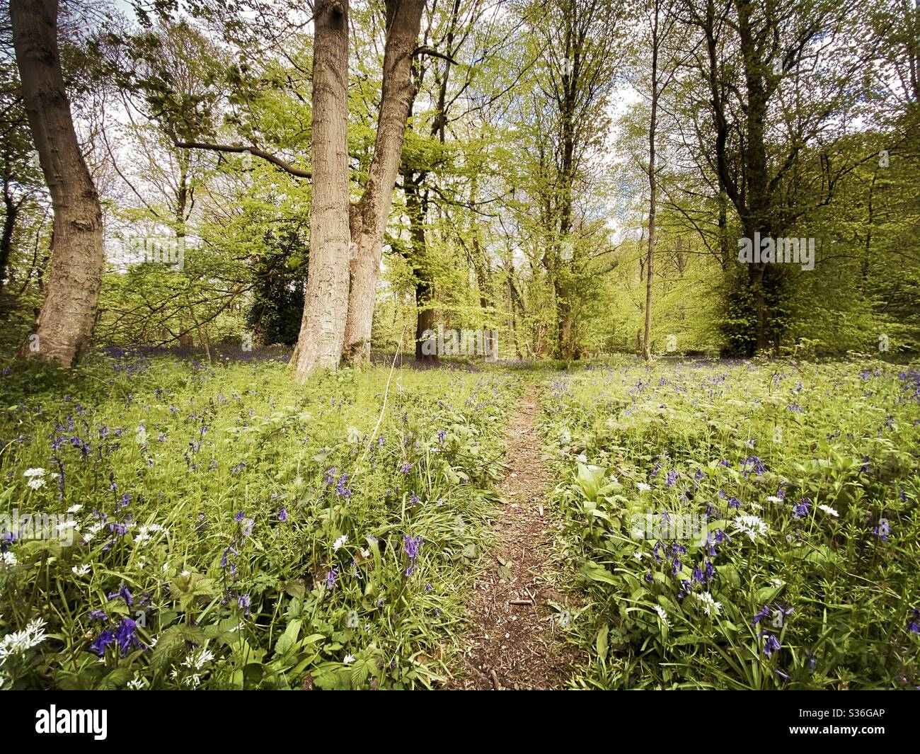 Mature trees in a rural British forest during golden hour with a warm glow. Natural treescape. Scenic woodland trail with path leading through wild garlic and bluebells - Smartphone Captured Stock Image