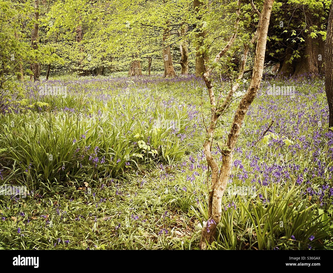 Mature trees in a rural British forest during golden hour with a warm glow. Natural treescape. Scenic woodland trail with bluebells and wildflowers by old trunks. Woodland meadow - Smartphone Captured Stock Image