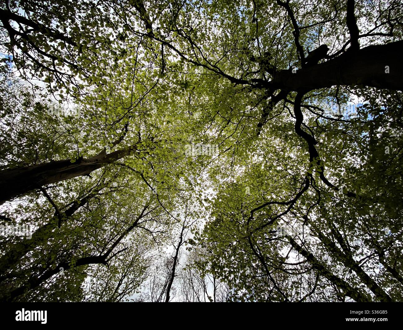 Worm’s eye perspective in a rural British forest. With ominous and abstract tree trunks creating silhouettes with crooked branches and early spring foliage Stock Photo