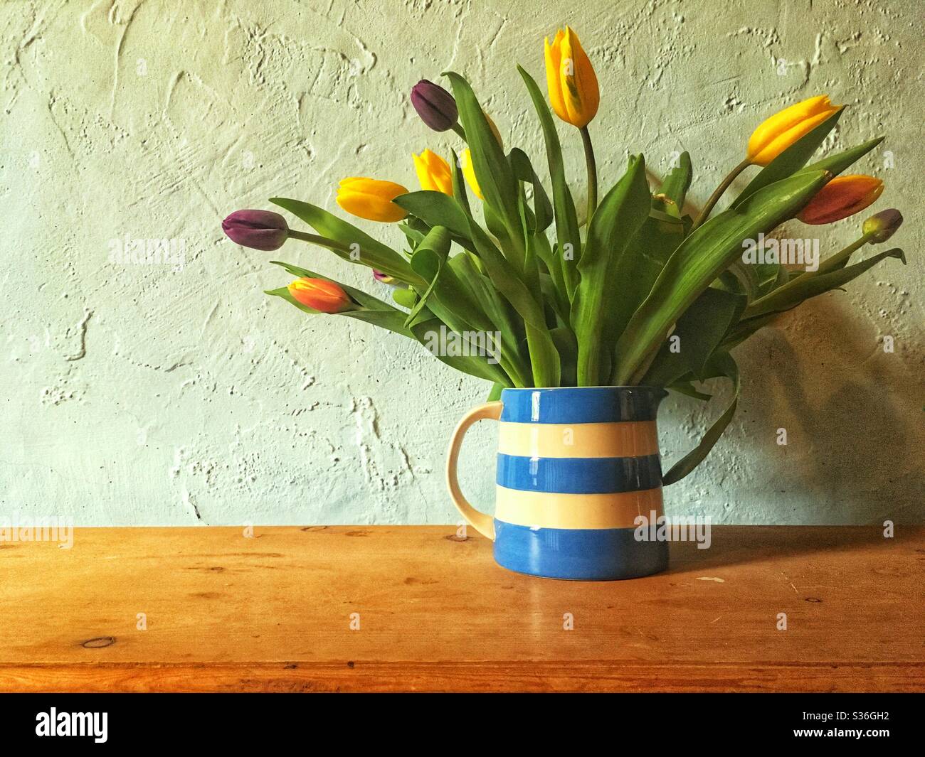 Tulips in a cornishware blue jug Stock Photo Alamy