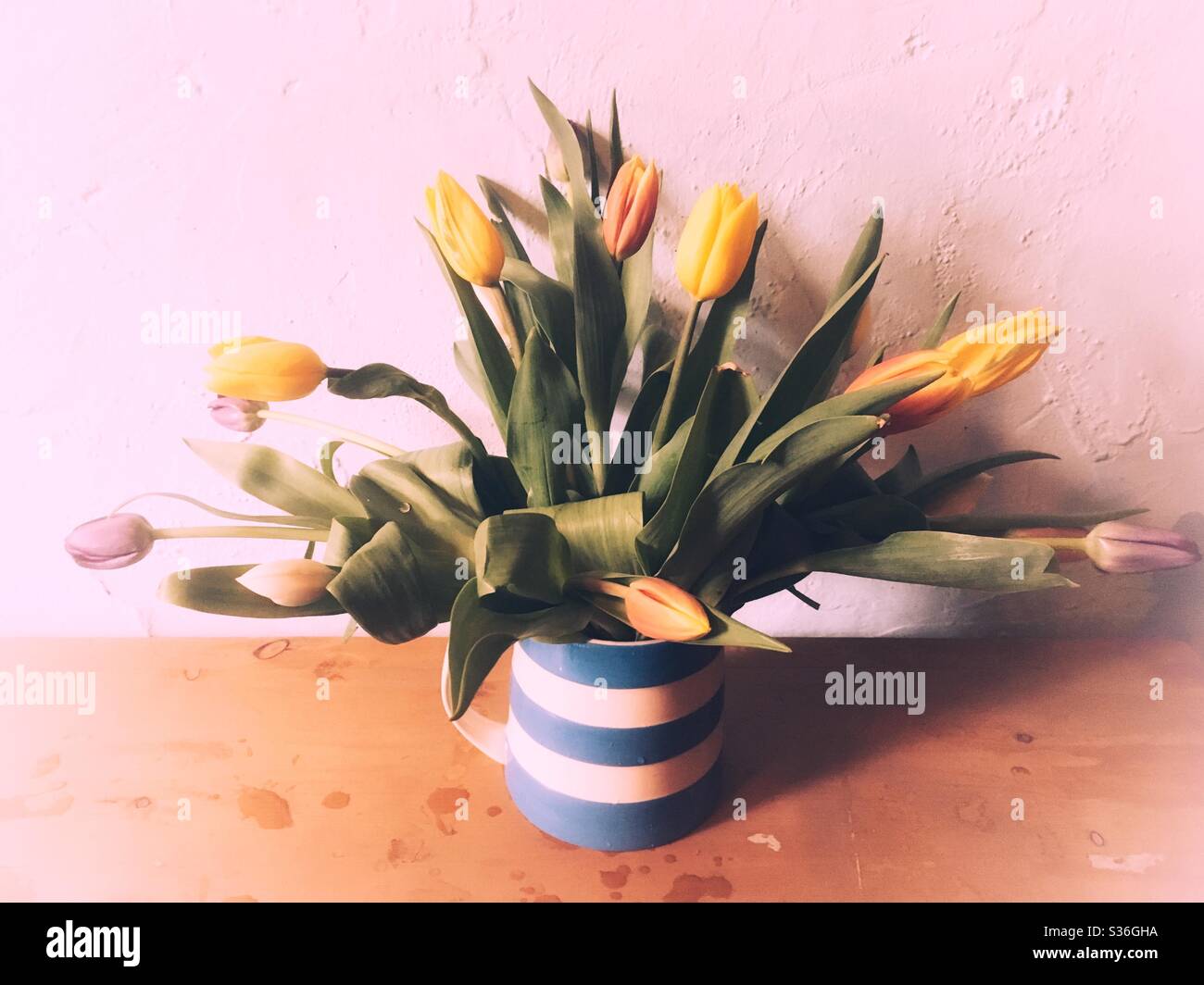 Tulips in a cornishware blue jug Stock Photo Alamy