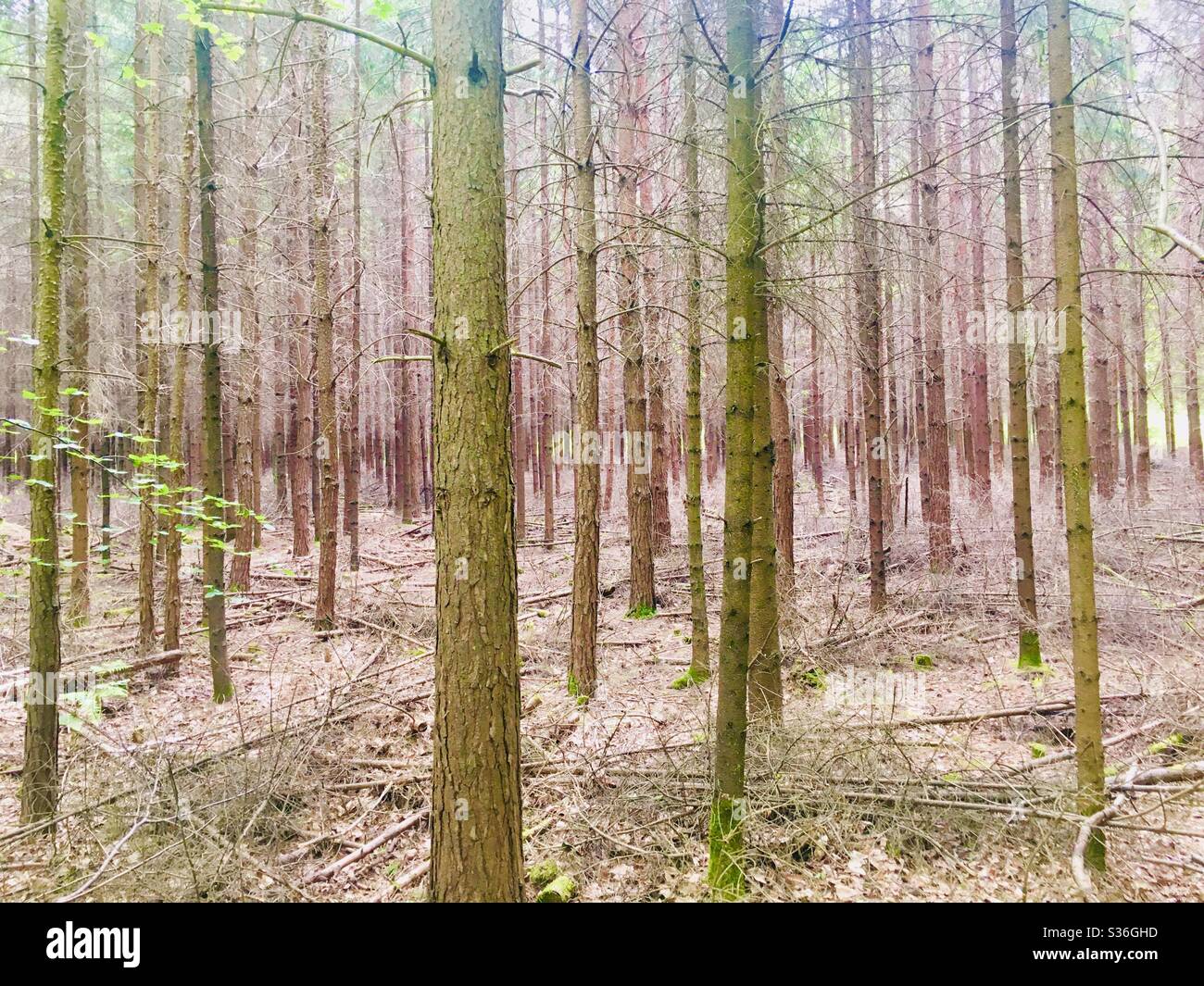 Pine trees in forest in May. Straight tree trunks and pine needle floor. Stock Photo