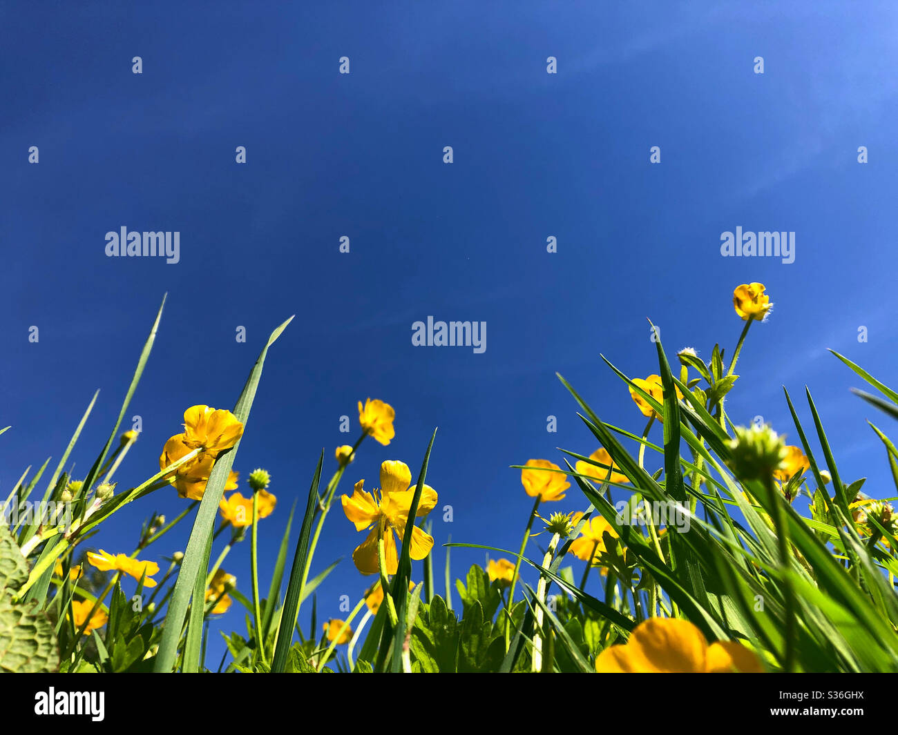 Buttercups (Ranunculus sp.) against a blue sky, May. - Smartphone Captured Stock Image