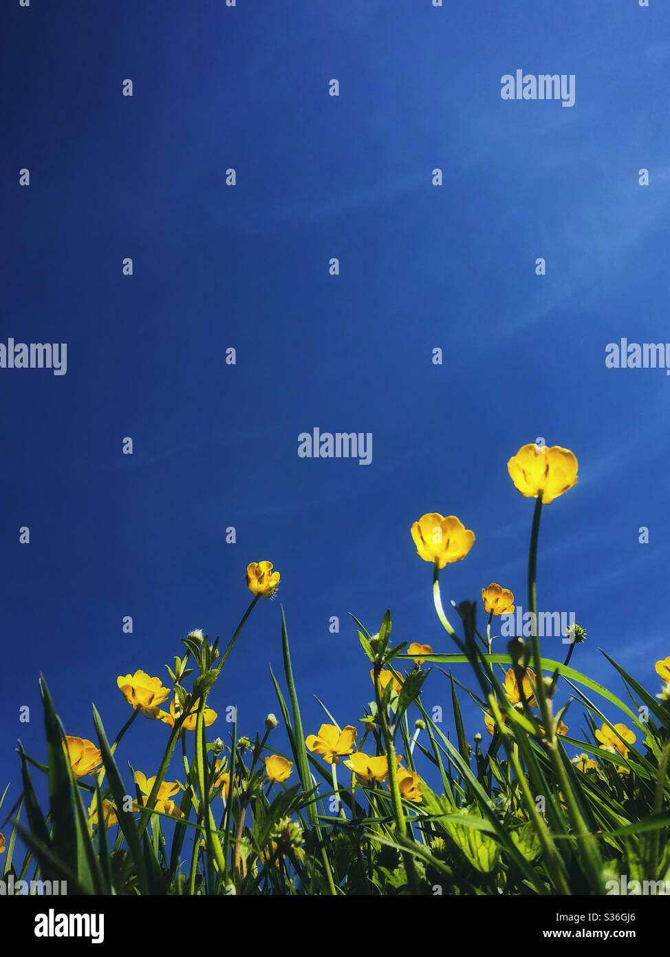 Meadow Buttercups ( Ranunculus sp.) against a deep blue sky, May. - Smartphone Captured Stock Image