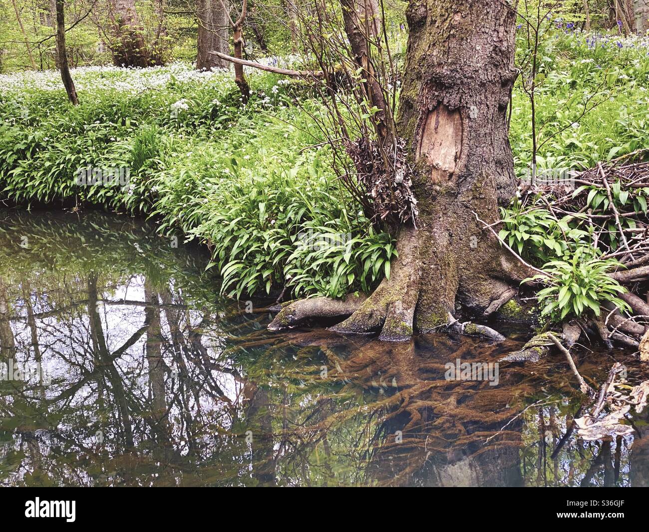 Mature trees in a rural British forest during golden hour. Scenic woodland trail along the banks of a small stream. Beauty in nature. Gnarly tree roots submerged in brook - Smartphone Captured Stock Image
