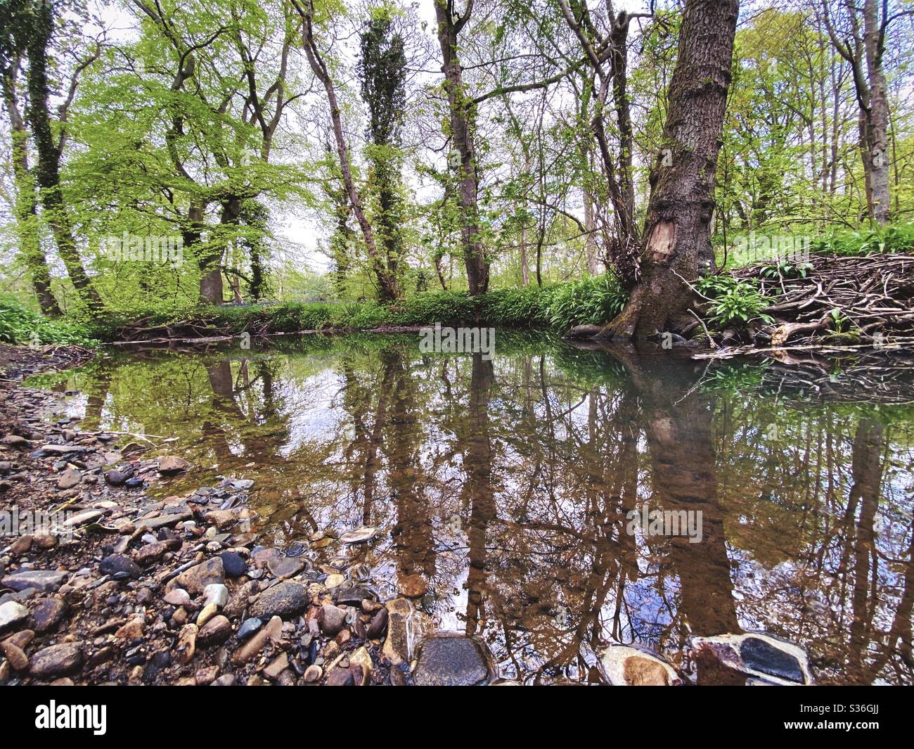 Mature trees in a rural British forest during golden hour. Scenic woodland trail along the banks of a small stream. Beauty in nature. Gnarly tree roots submerged in brook - Smartphone Captured Stock Image