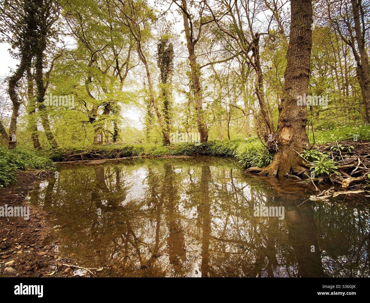 Mature trees in a rural British forest during golden hour. Scenic woodland trail along the banks of a small stream. Beauty in nature. Gnarly tree roots submerged in brook - Smartphone Captured Stock Image