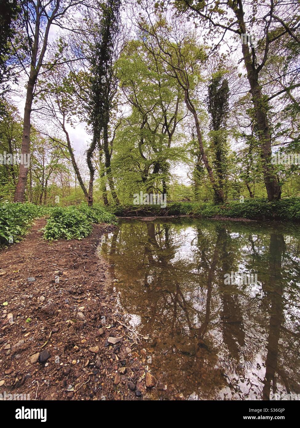 Mature trees in a rural British forest during golden hour. Scenic woodland trail along the banks of a small stream. Beauty in nature. Gnarly tree roots submerged in brook - Smartphone Captured Stock Image